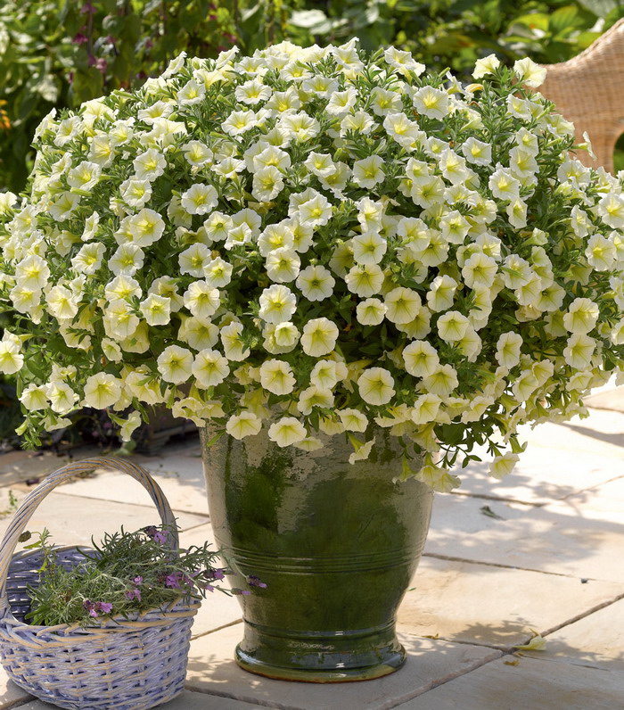 Сурфиния Табл Елоу